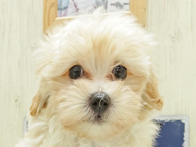 福岡県のハーフ犬・ミックス犬 (ペッツワン福岡新宮店/2024年3月1日生まれ/女の子/クリーム)の子犬